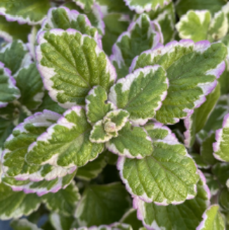 Close-up of a plant with green leaves and white edges