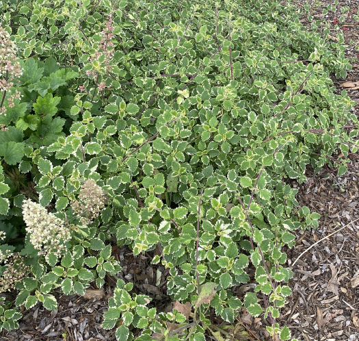 ISI 2026-13 Coleus forsteri 'Marginatus'