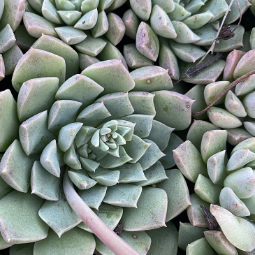 Close-up of succulent plants with a focus on their detailed textures.