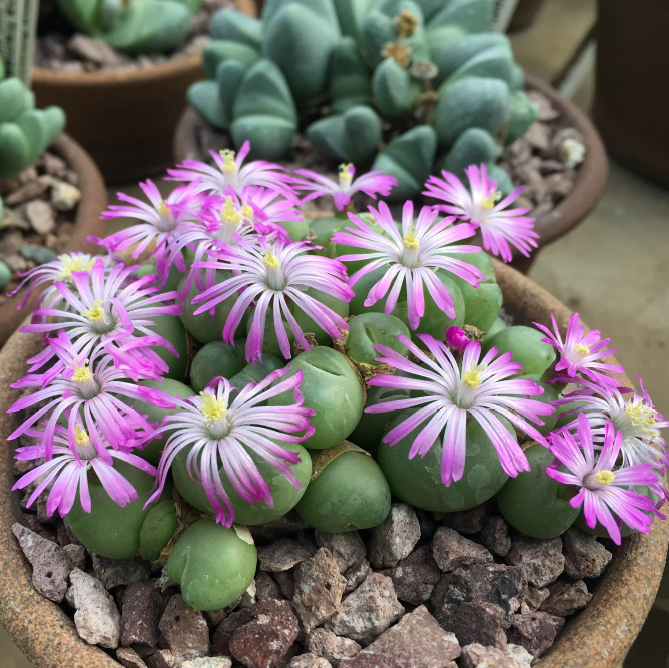 ISI 2026-17 Gibbaeum nuciforme