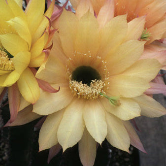 ISI Schick Echinopsis 'Jealousy'
