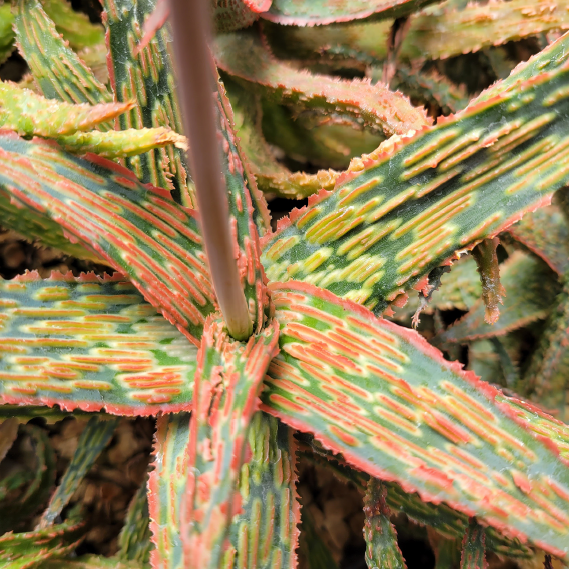 ISI 2026-10 Aloe 'Cris Santana'