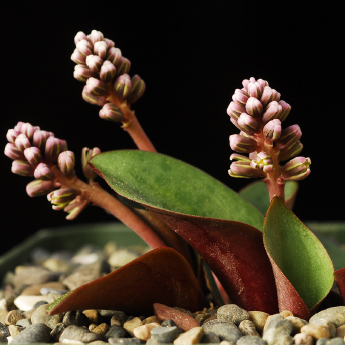 ISI 2026-15 Drimiopsis burkei