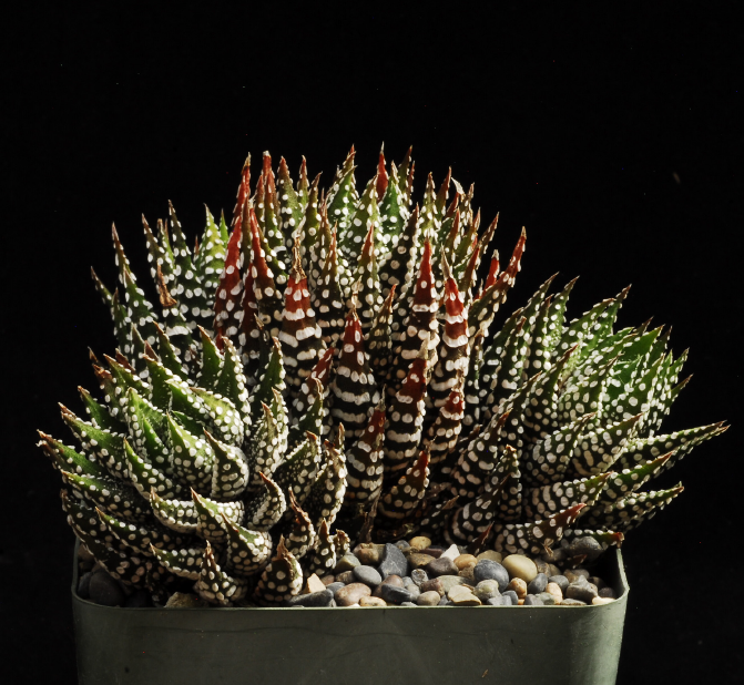 ISI 2026-19 Haworthia reinwardtii var. brevicula