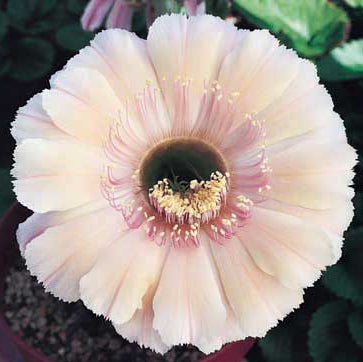 ISI Schick Echinopsis 'Keepsake'