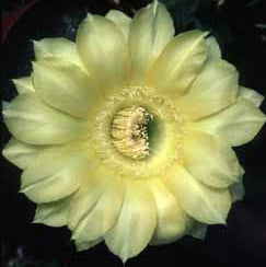 ISI Schick Echinopsis 'Lemon Pie'