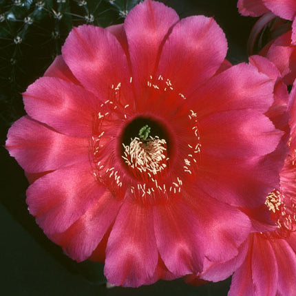 ISI Schick Echinopsis 'Lipstick'
