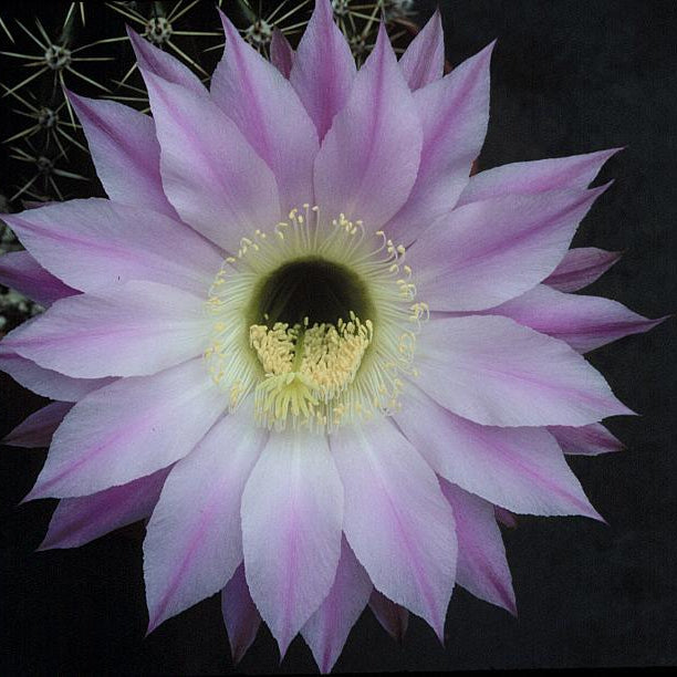 Light pink cactus flower