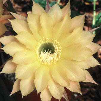 Close-up of a light yellow cactus flower with a dark background