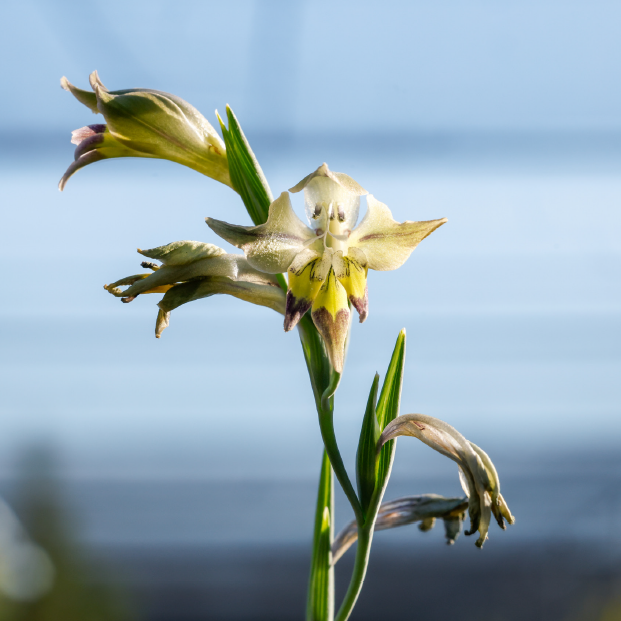 ISI 2026-18 Gladiolus orchidiflorus