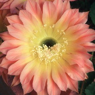 ISI Schick Echinopsis 'Margaret Martin'
