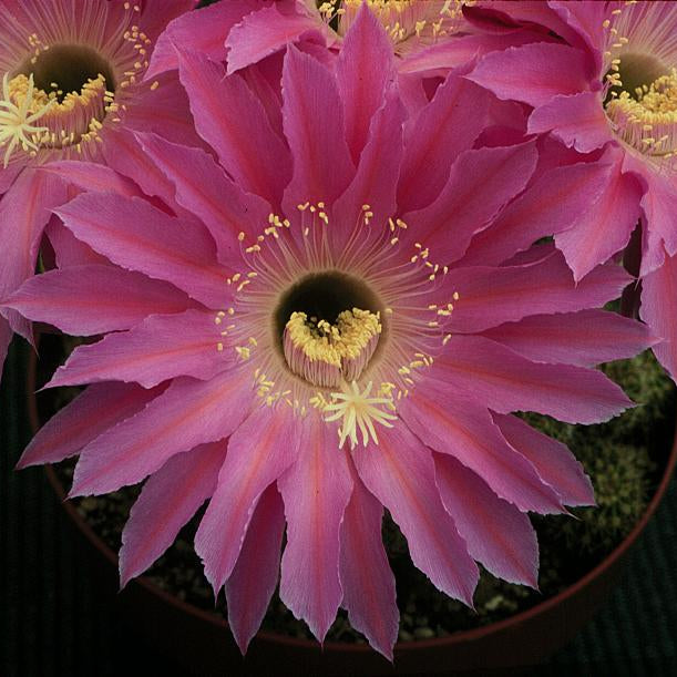 ISI Schick Echinopsis 'Maria Piazza'