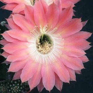 ISI Schick Echinopsis 'Minuet'