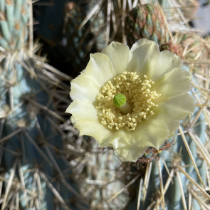 ISI 2026-4 Miqueliopuntia miquelii