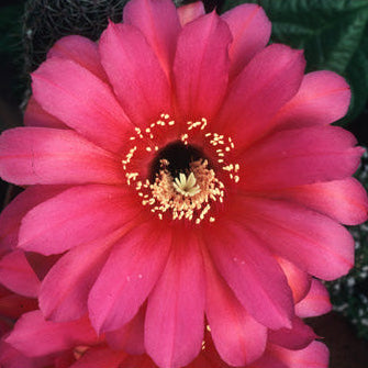 Bright pink-magenta cactus flower