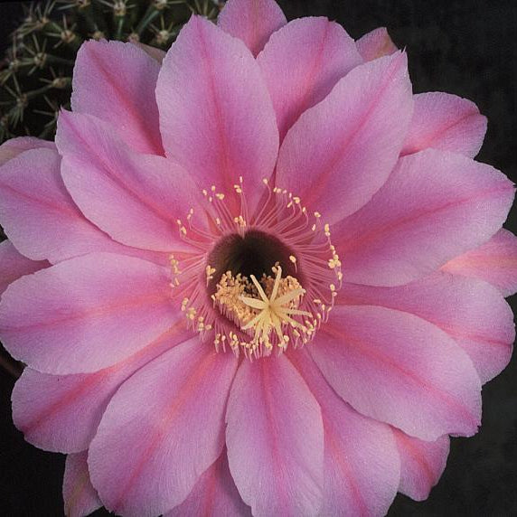 Close-up of a pink cactus flower with a dark background