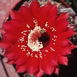 ISI Schick Echinopsis 'Nocture'