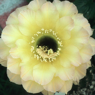 ISI Schick Echinopsis 'O Paradiso'