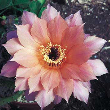 ISI Schick Echinopsis 'Oaxaca'