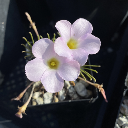 ISI 2026-23 Oxalis flava