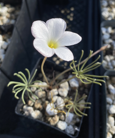 Small white flower with a yellow center in a pot on a rocky surface