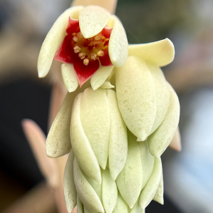 Close-up of a white flower with a red center on a blurred background