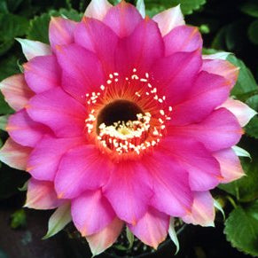 ISI Schick Echinopsis 'Paradox'