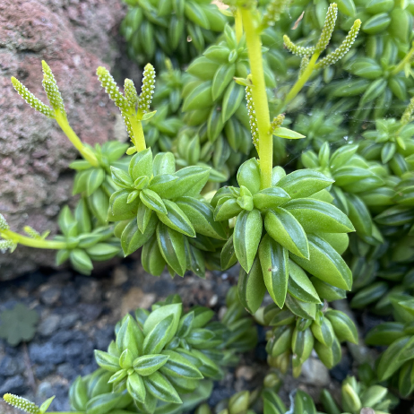 Close-up of a green succulent plant with small leaves and stems on a rocky surface.