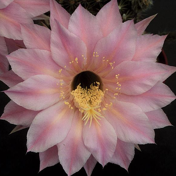 ISI Schick Echinopsis 'Pink Diamond'