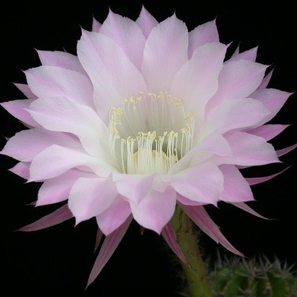 Close-up of a pink cactus flower against a black background