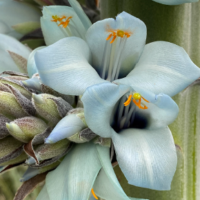 Close-up of blue flowers