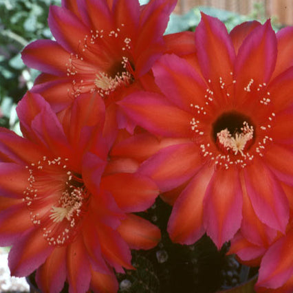 ISI Schick Echinopsis 'Raoul Wallenberg'
