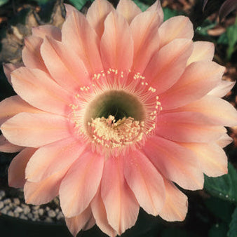 ISI Schick Echinopsis 'Reverie'