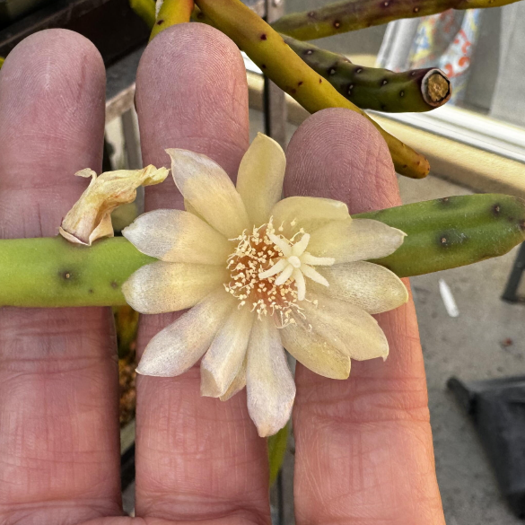 ISI 2026-6 Rhipsalis neves-armondii fa. megalantha