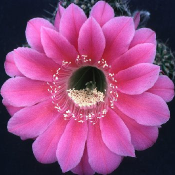 ISI Schick Echinopsis 'Romance'