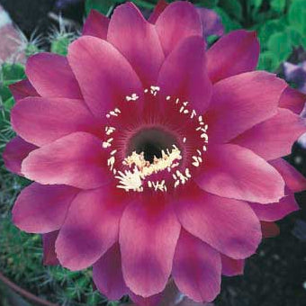 ISI Schick Echinopsis 'Samadhi'