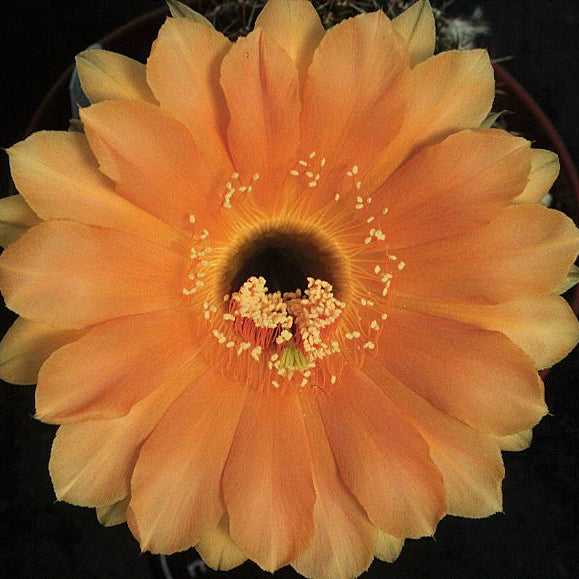 ISI Schick Echinopsis 'Samantha Smith'
