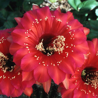 ISI Schick Echinopsis 'Samurai'