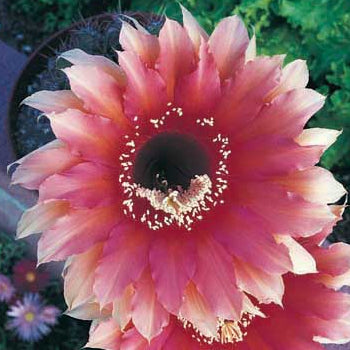 ISI Schick Echinopsis 'Sasquatch'