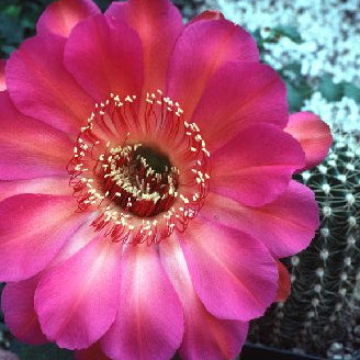 ISI Schick Echinopsis 'Scheherazade'