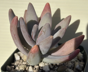 ISI 2026-24 Pachyphytum werdermannii