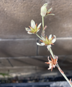 ISI 2026-24 Pachyphytum werdermannii