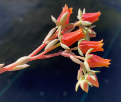 ISI 2026-16 Echeveria subcorymbosa