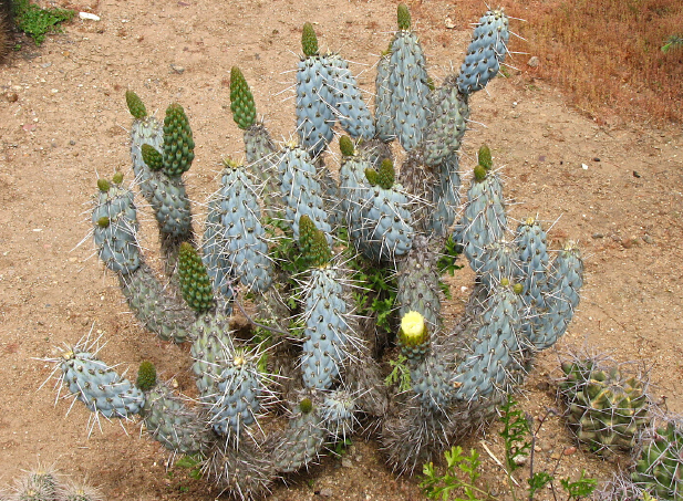 ISI 2026-4 Miqueliopuntia miquelii