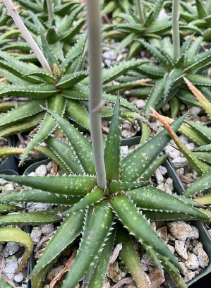 ISI 2026-8 Aloe 'Baby Grand'