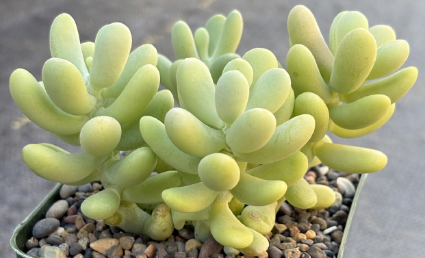 ISI 2026-29 Sedum allantoides