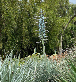 ISI 2026-27 Puya 'Blue Ghost'