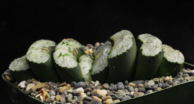 ISI 2026-20 Haworthia truncata 'Nazca'