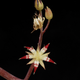 ISI 2026-29 Sedum allantoides