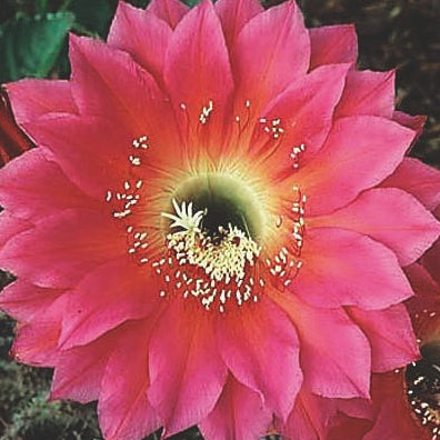 ISI Schick Echinopsis 'Serape'